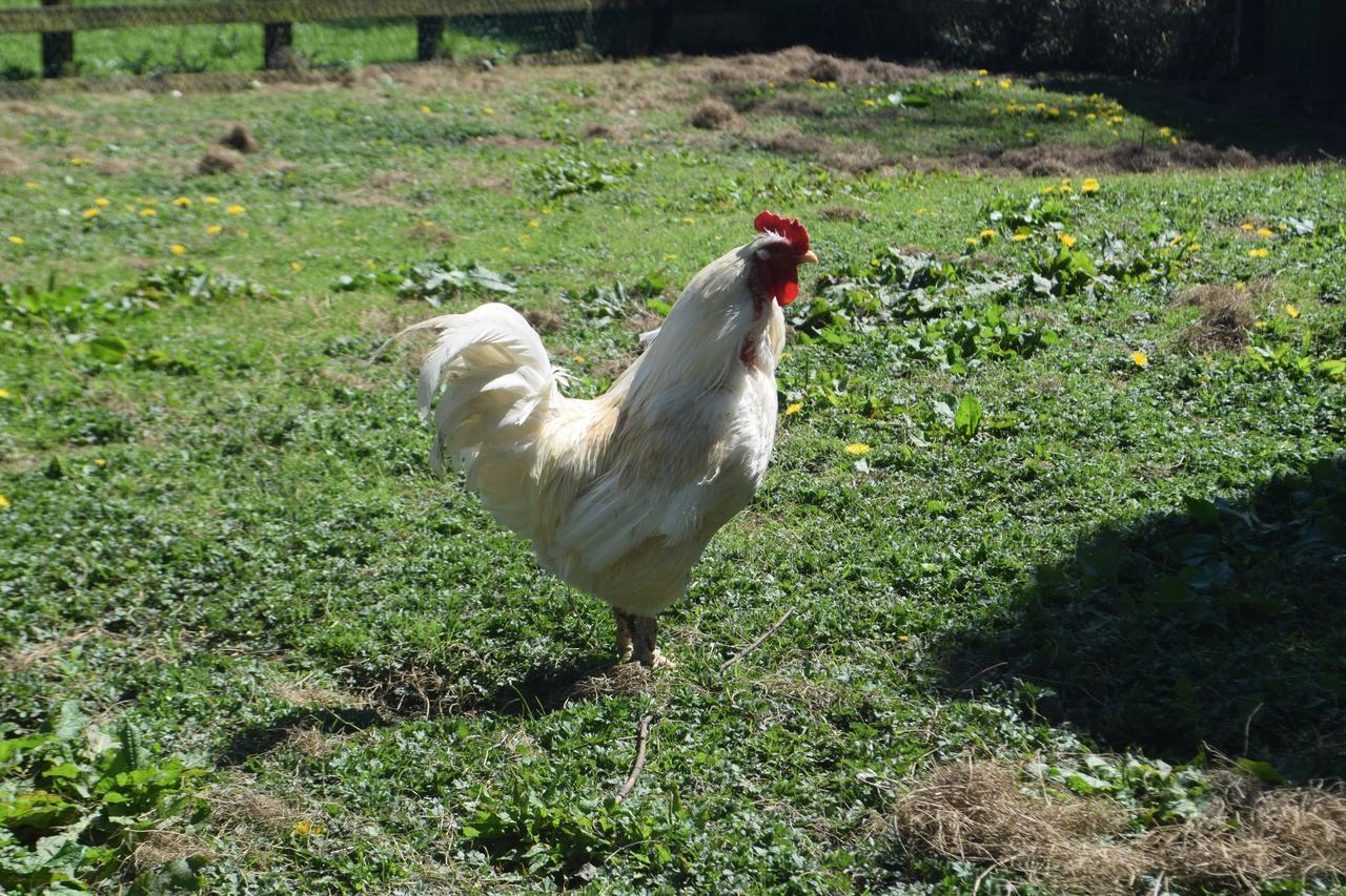 Orchard Grove Bed & Breakfast R21Rc58 Bagenalstown Kültér fotó
